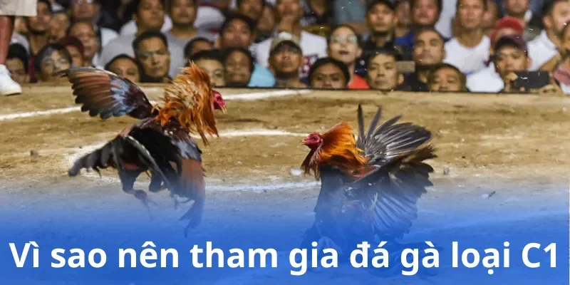Vì sao nên tham gia đá gà loại C1